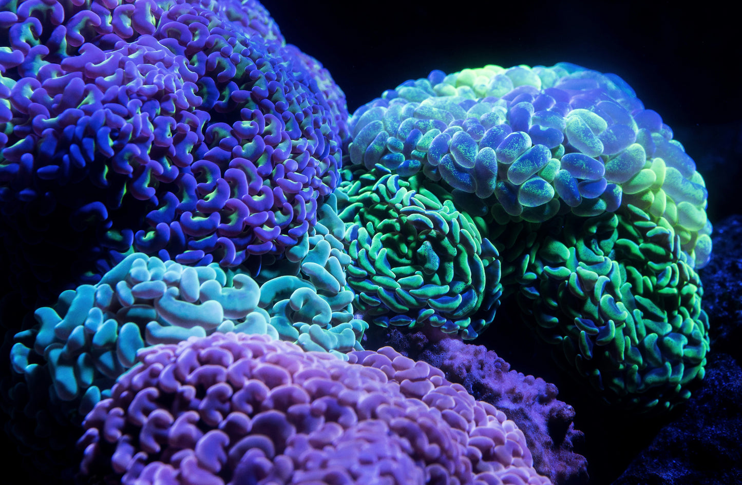 Coral Reef 9