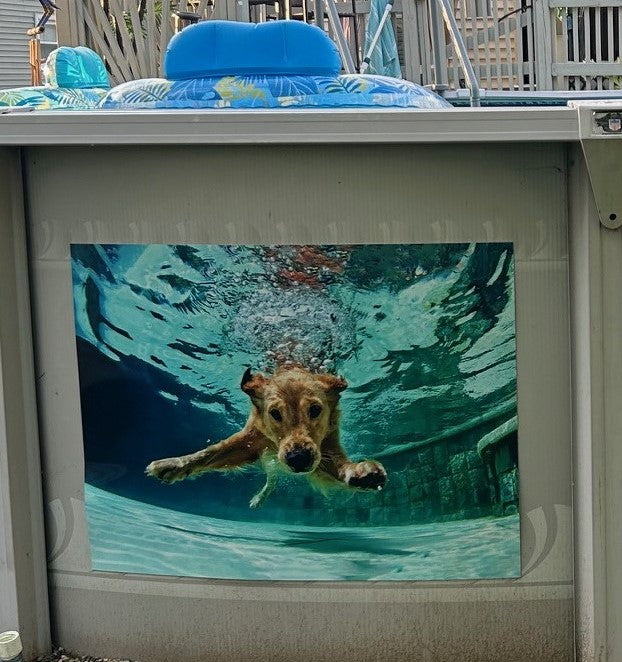 Underwater Golden Retriever 2
