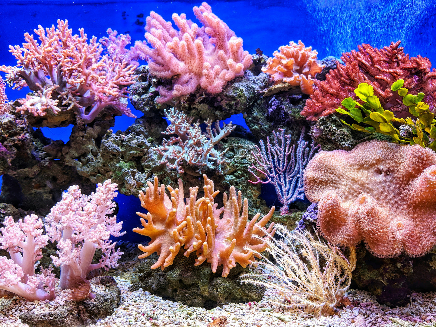 Coral Reef 8