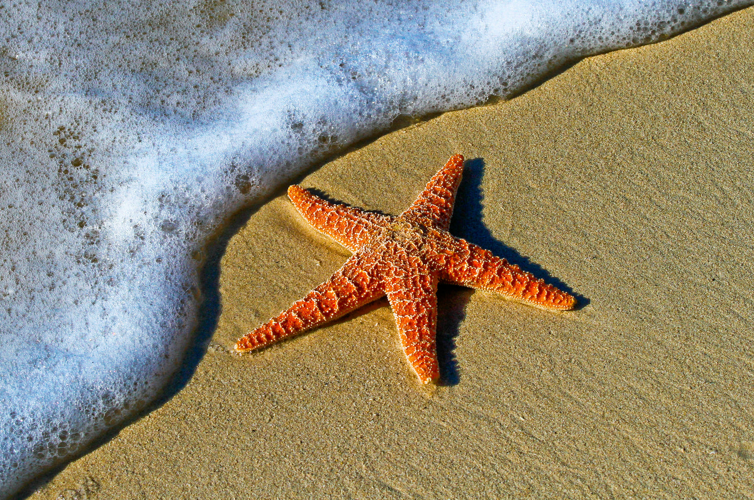 Beach Creatures