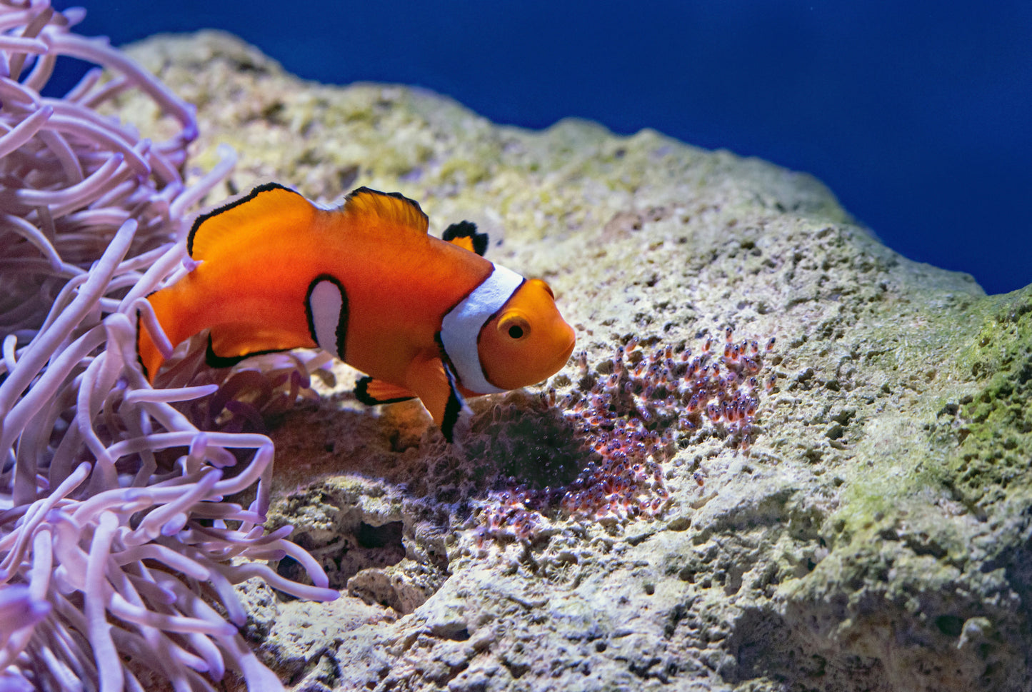 Clown Fish Chillin