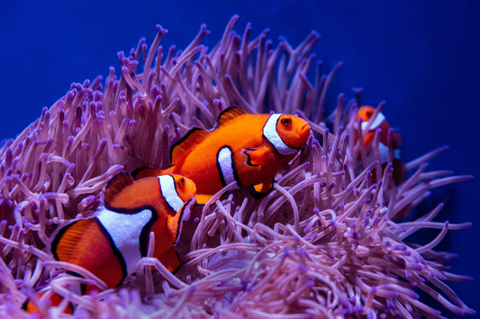 Clown Fish Family