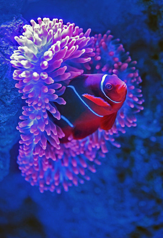 Royal Clown Fish