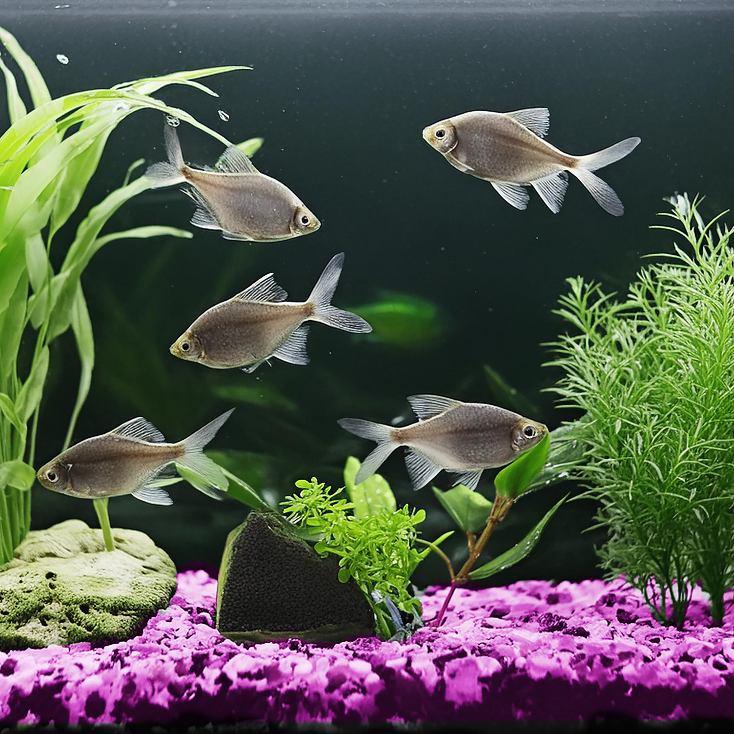 Tetras with Neon Pink