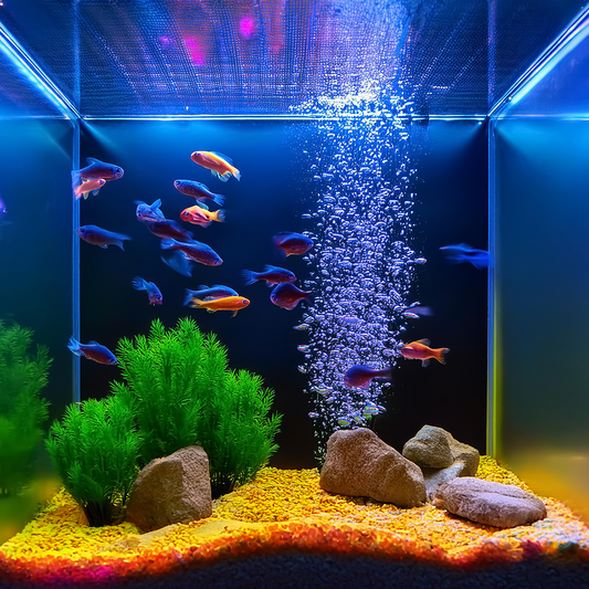 Fish with Orange Neon