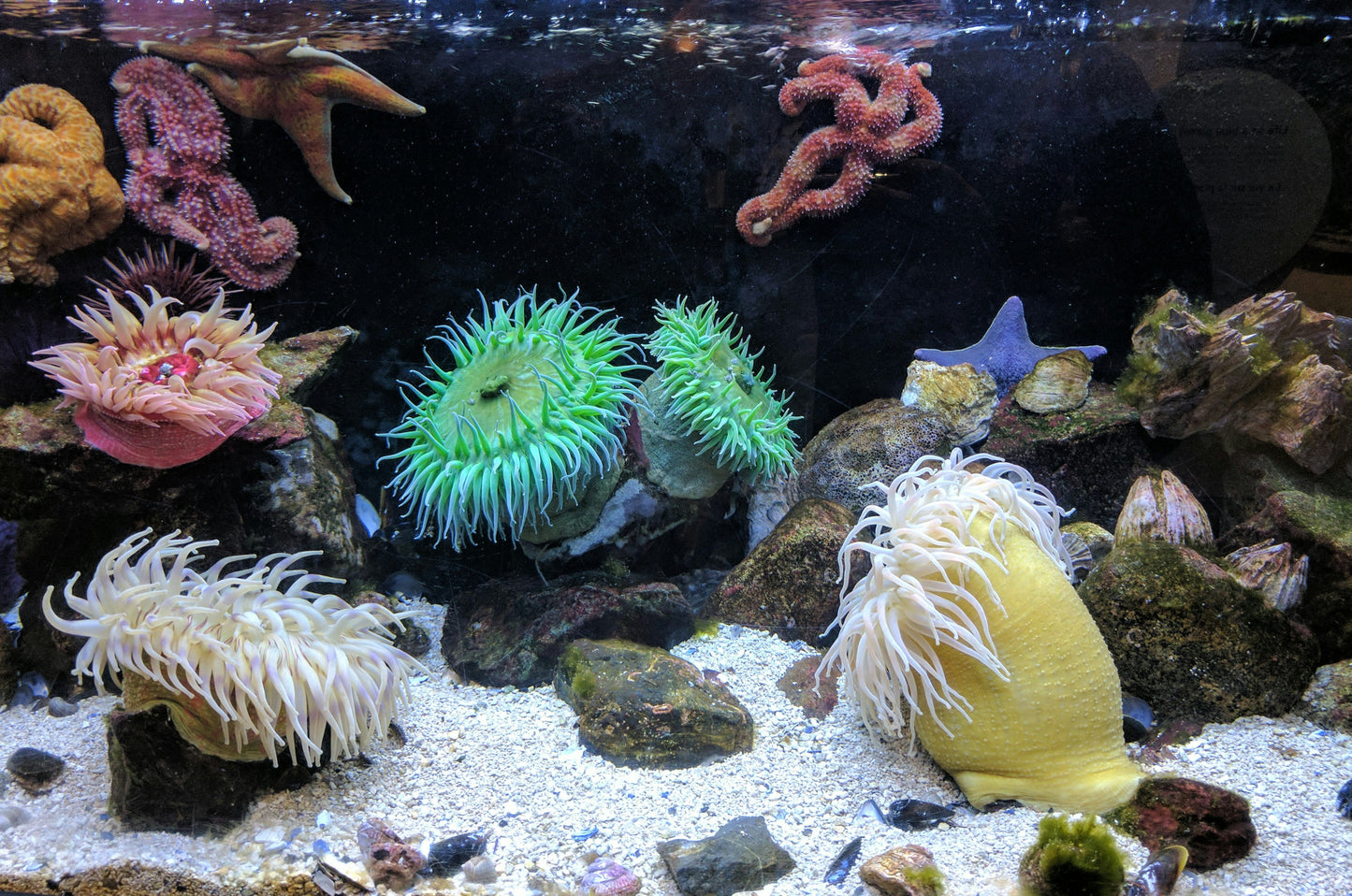 Sea Anemones & Starfish