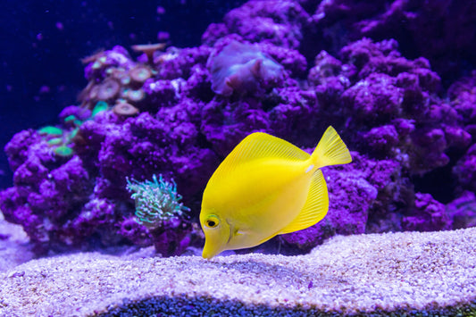 Yellow Tang