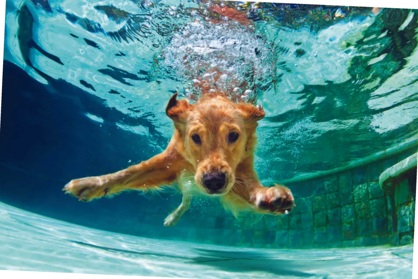 Underwater Golden Retriever 2