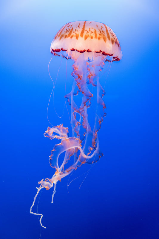 Orange & White Jelly