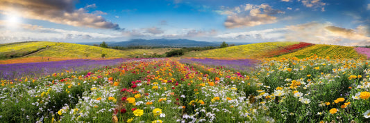 Wildflowers