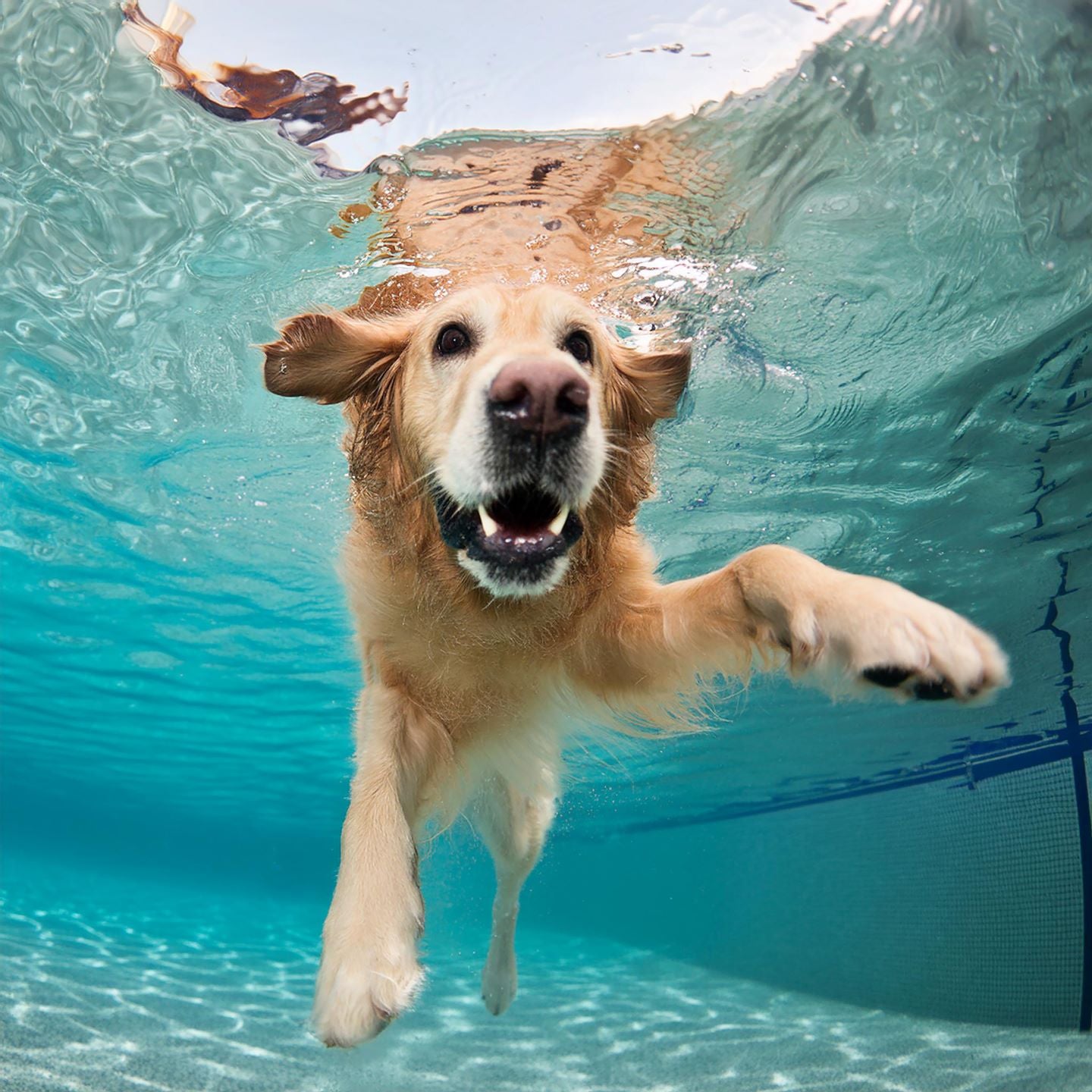 Underwater Golden Retriever