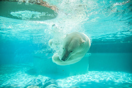 Underwater Polar Bear