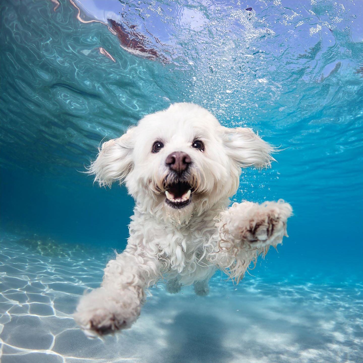 Underwater White Poodle