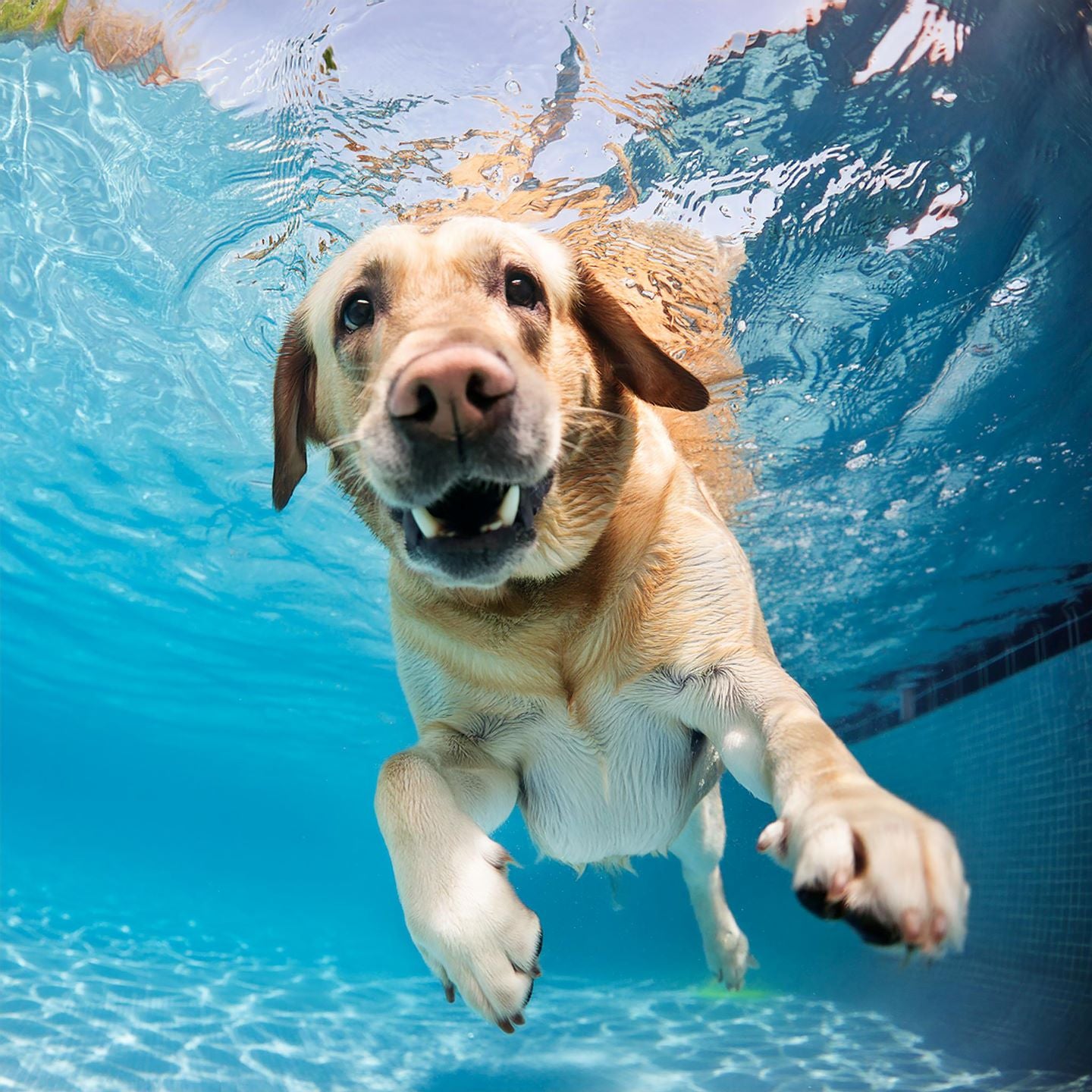 Underwater Yellow Lab