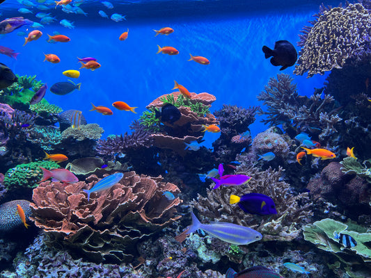 Coral Reef 6