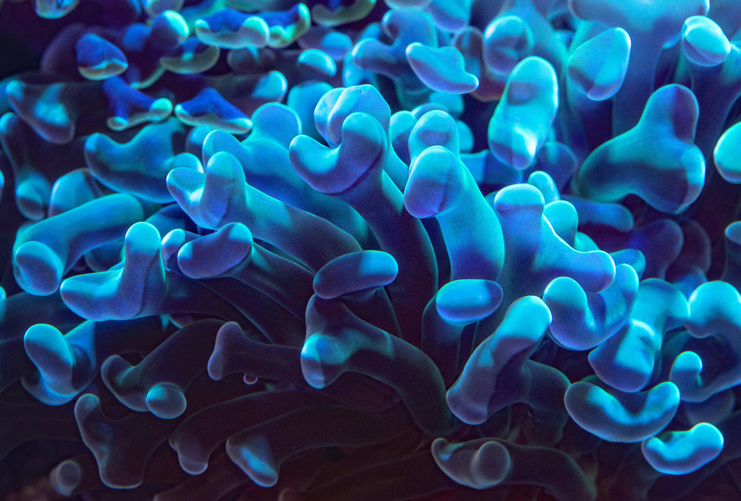 Coral Reef 11