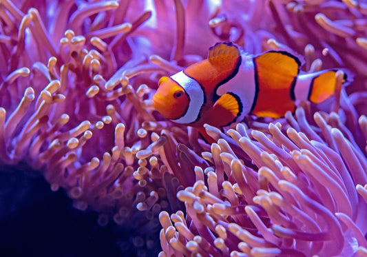 Coral Reef 7